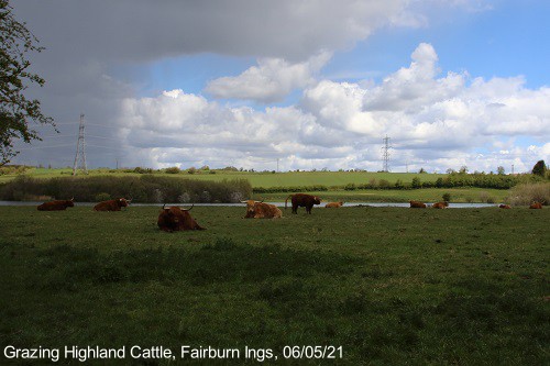 grazing highland cattle, fairburn ings