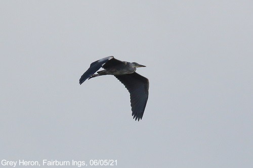 grey heron in flight, rspb fairburn ings