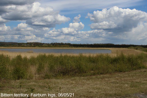 Bittern territory, reed fringed lagoon on the roy taylor trail, rspb fairburn ings
