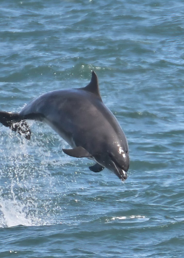 Performing Dolphins on the Yorkshire coast (08/06/21)