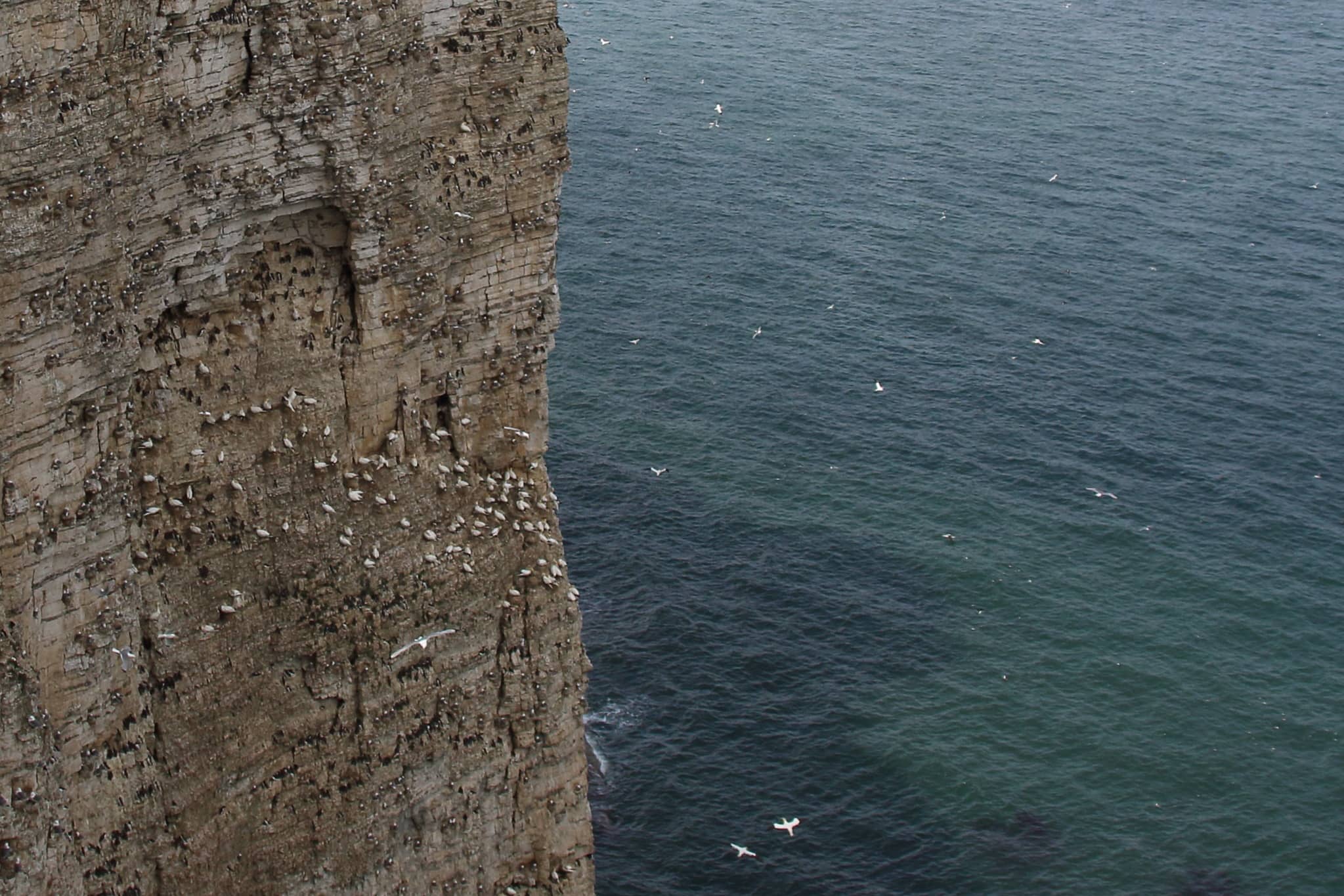 RSPB Bempton Cliffs 