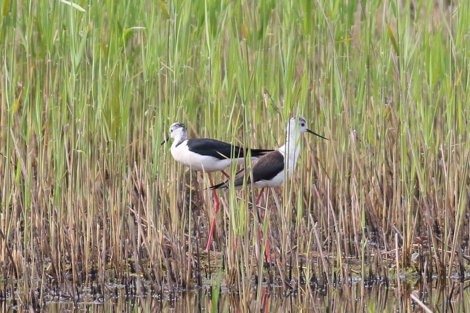 A fantastic Yorkshire first - Black Winged Stilts breed successfully at Potteric Carr