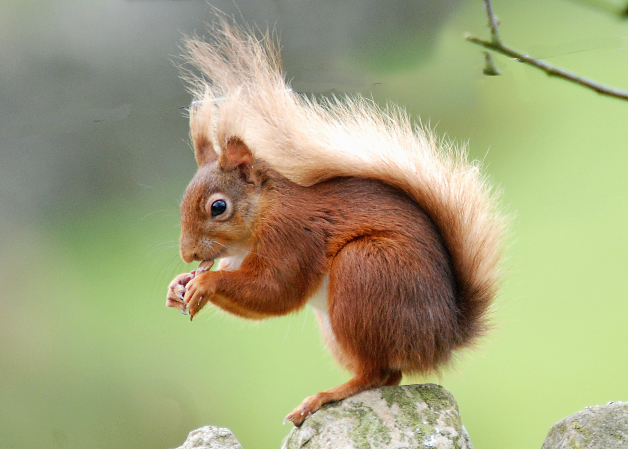 Red Squirrels in Yorkshire